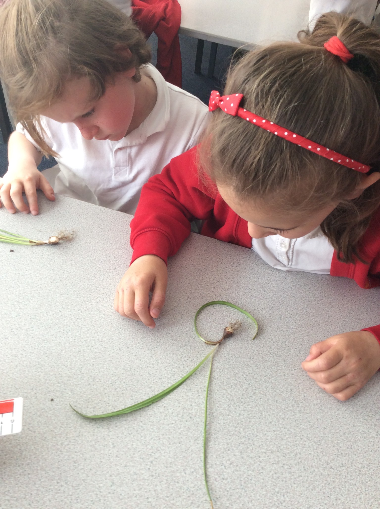observing seeds and bulbs