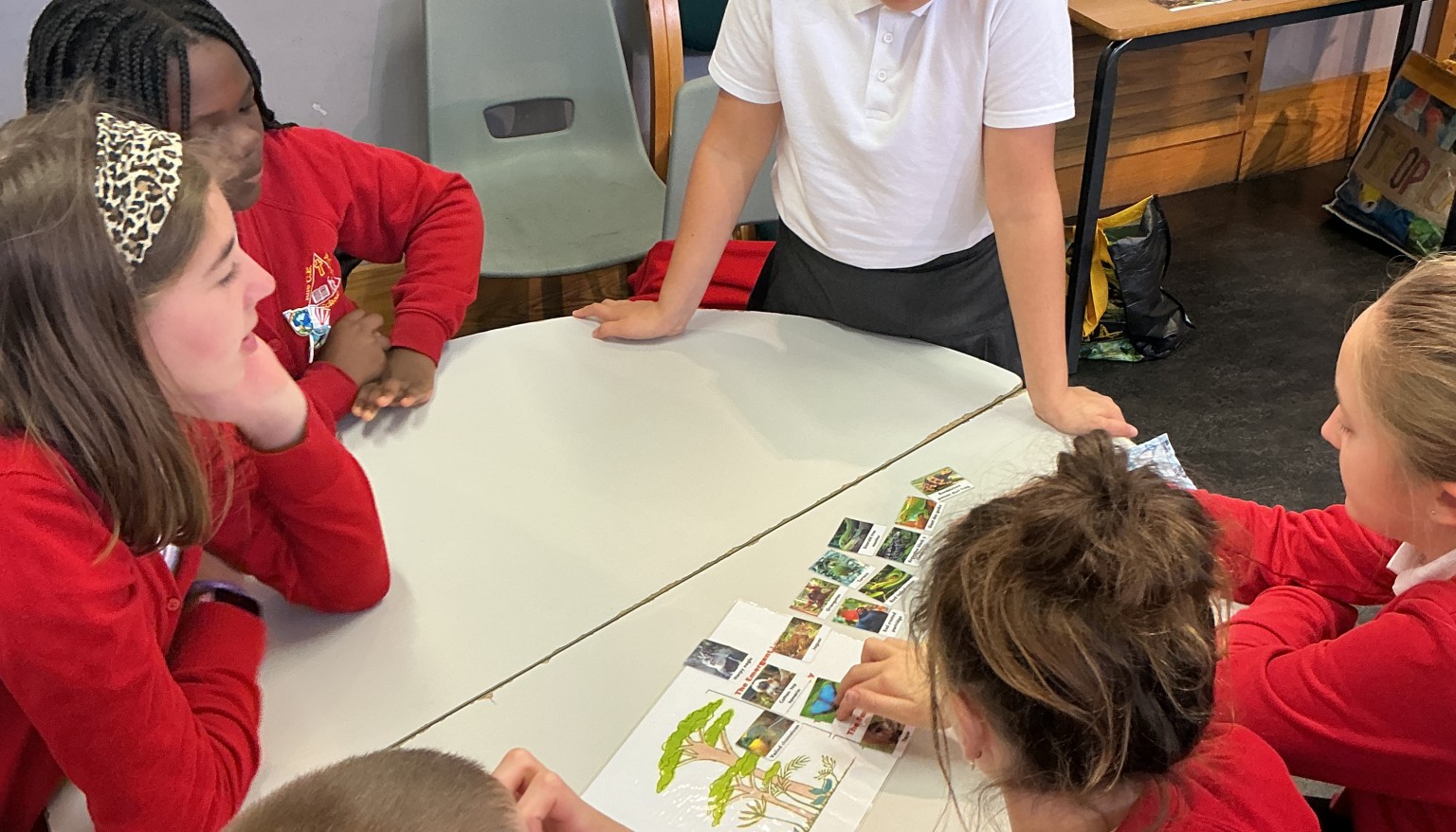 Sorting animals into the different layers of the Rainforest.