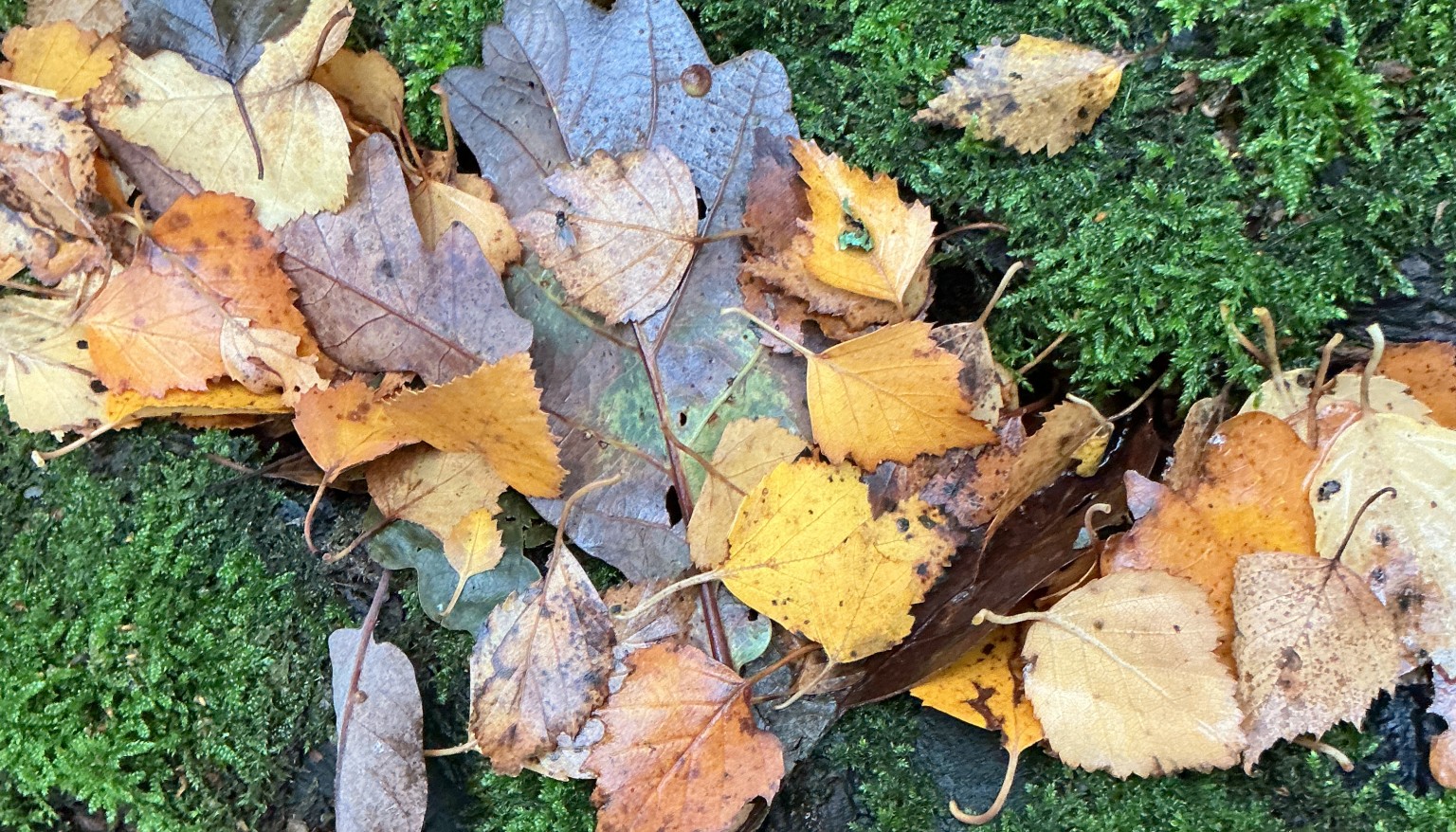 Finding signs of autumn in our local woods