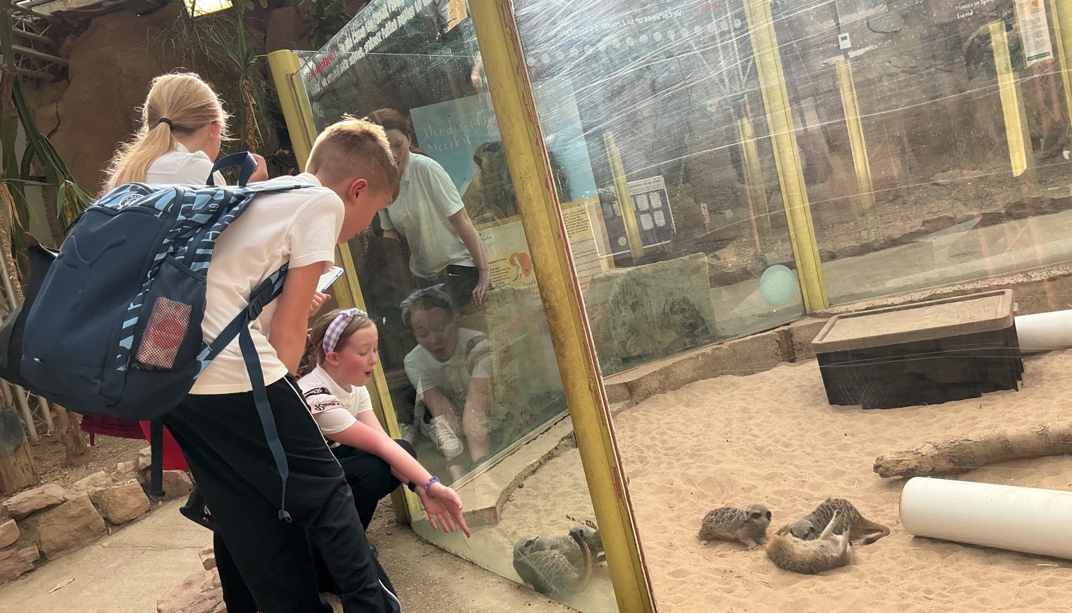We were captivated by a gang of Meerkats who were playing very energetically in their enclosure.