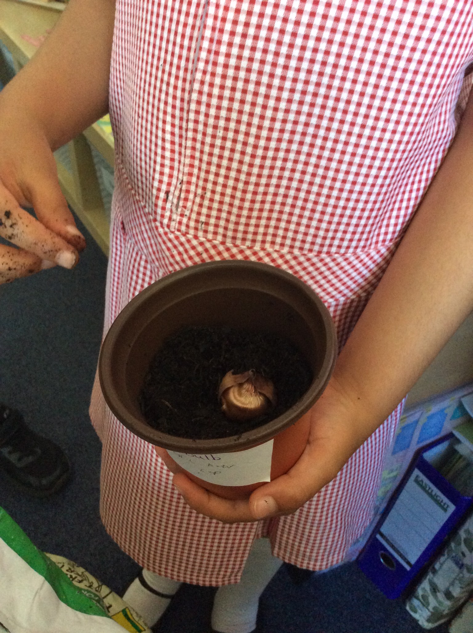 Planting our own seeds and bulbs