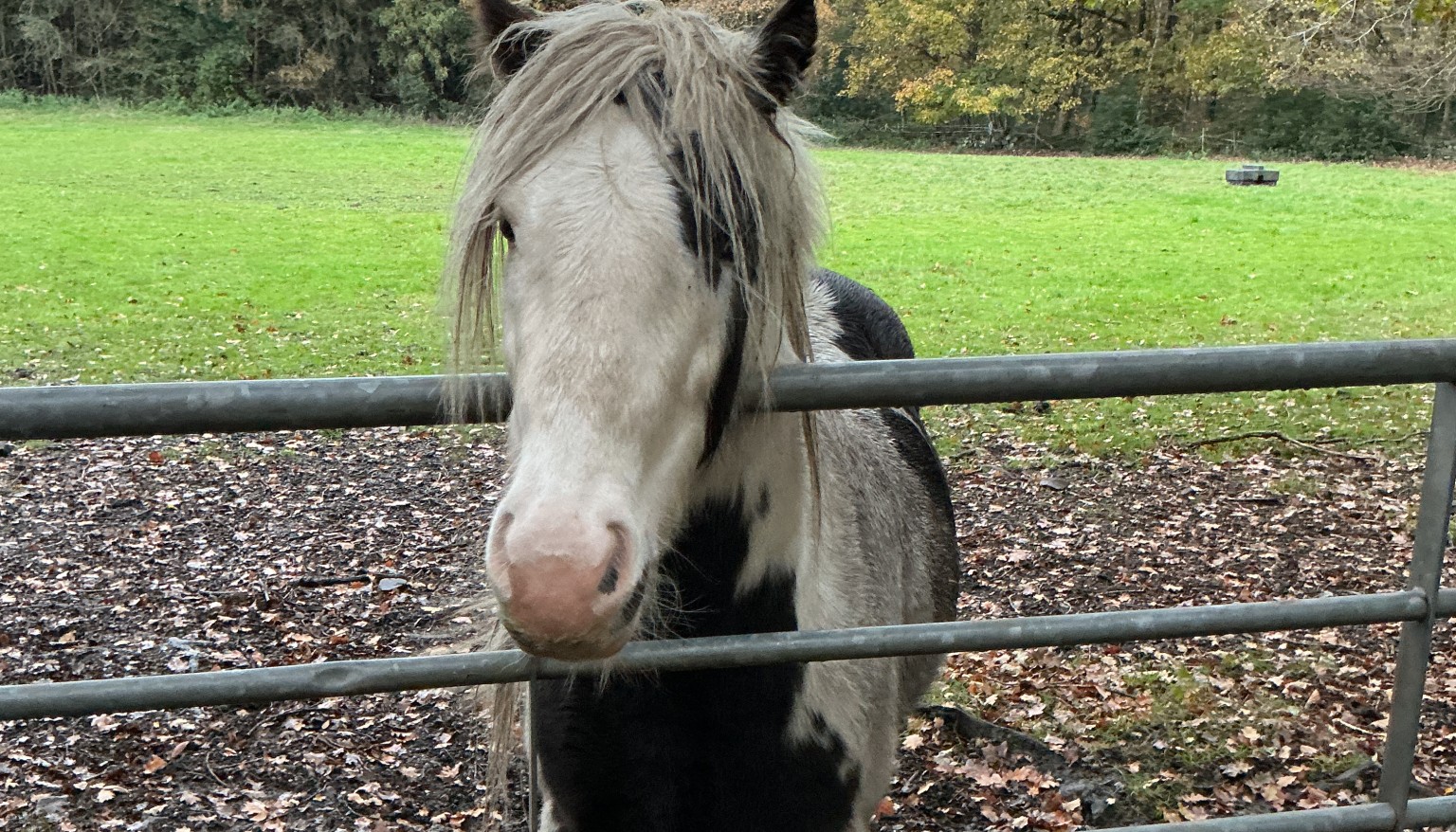We even saw a very friendly horse