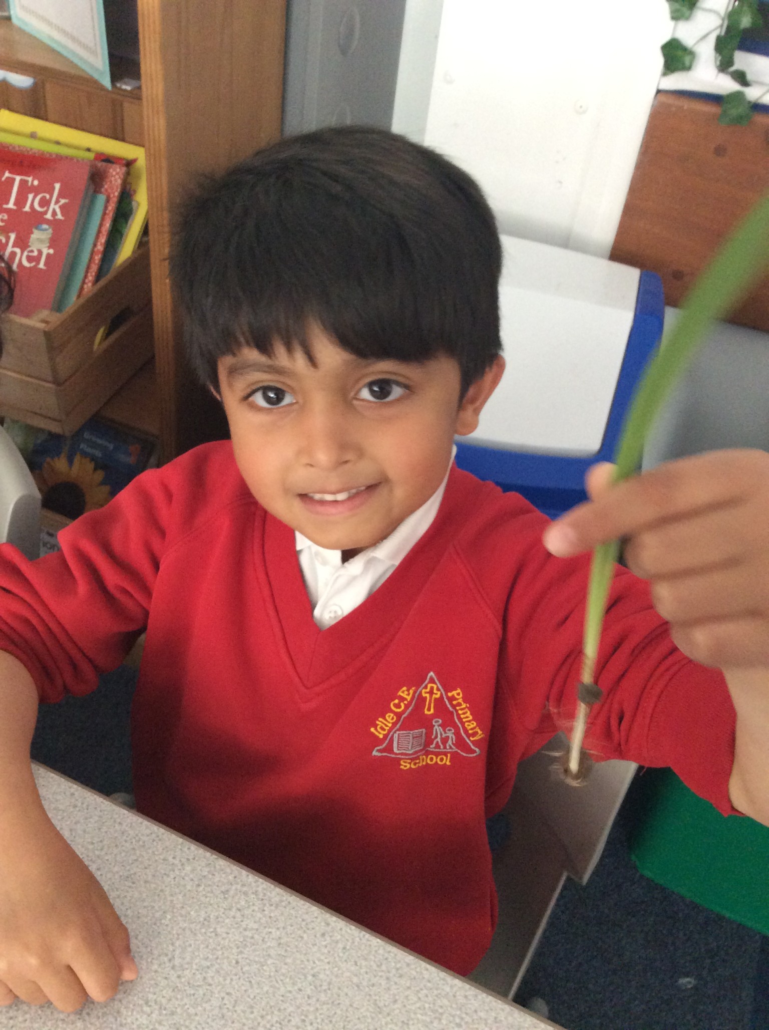 observing seeds and bulbs
