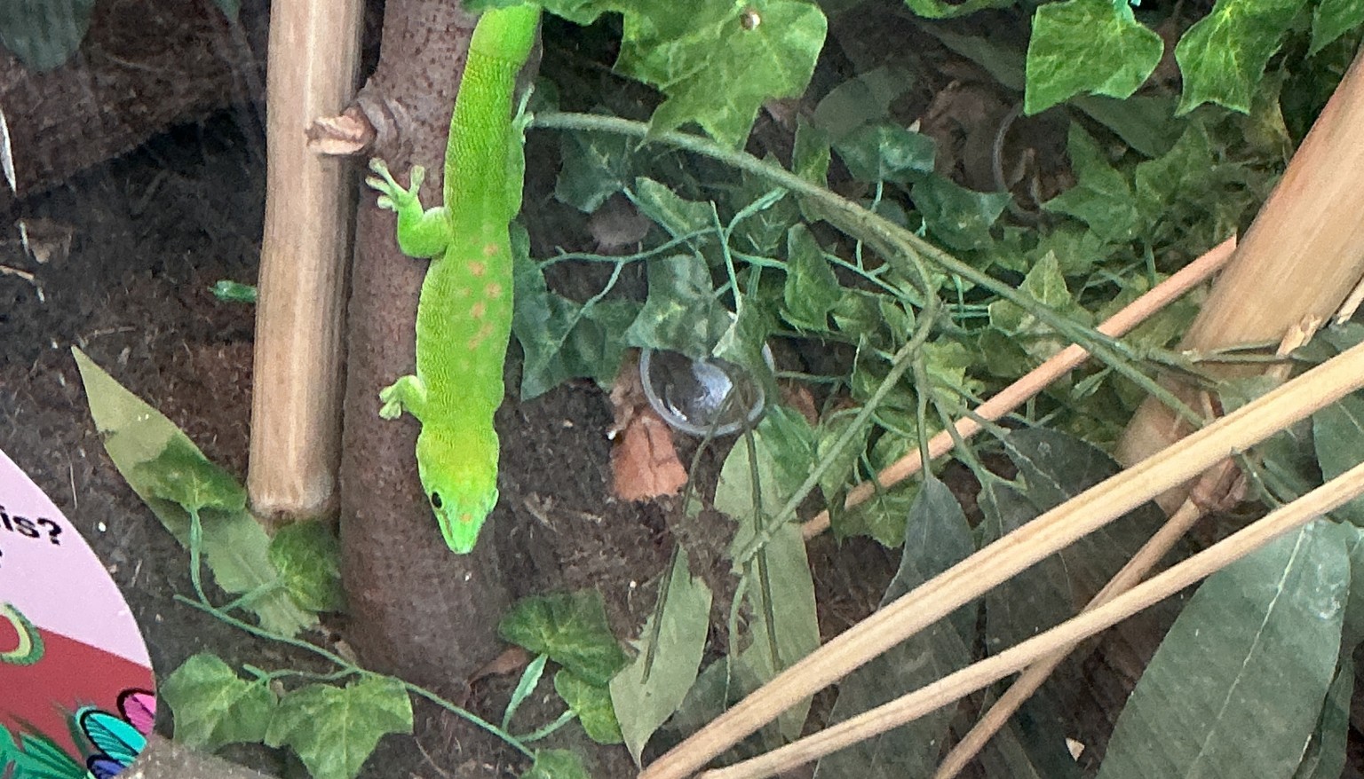 We were amazed by this lizard which climbed a branch right in front of our eyes.