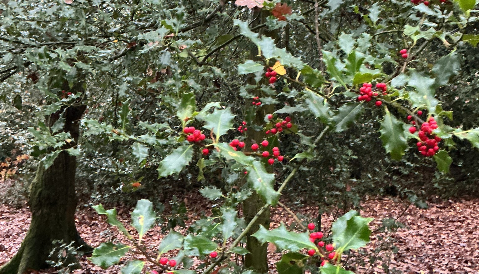 Finding signs of autumn in our local woods