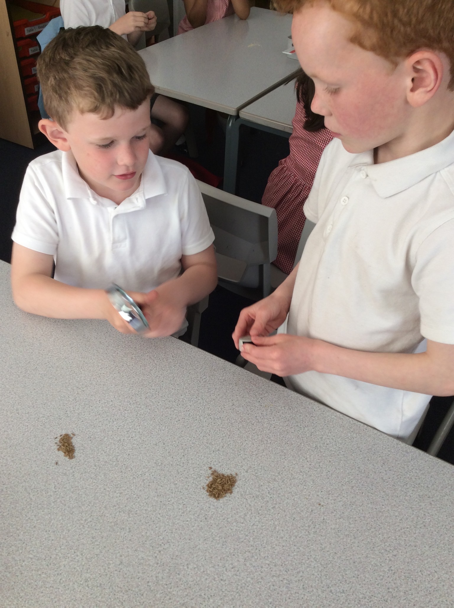 observing seeds and bulbs