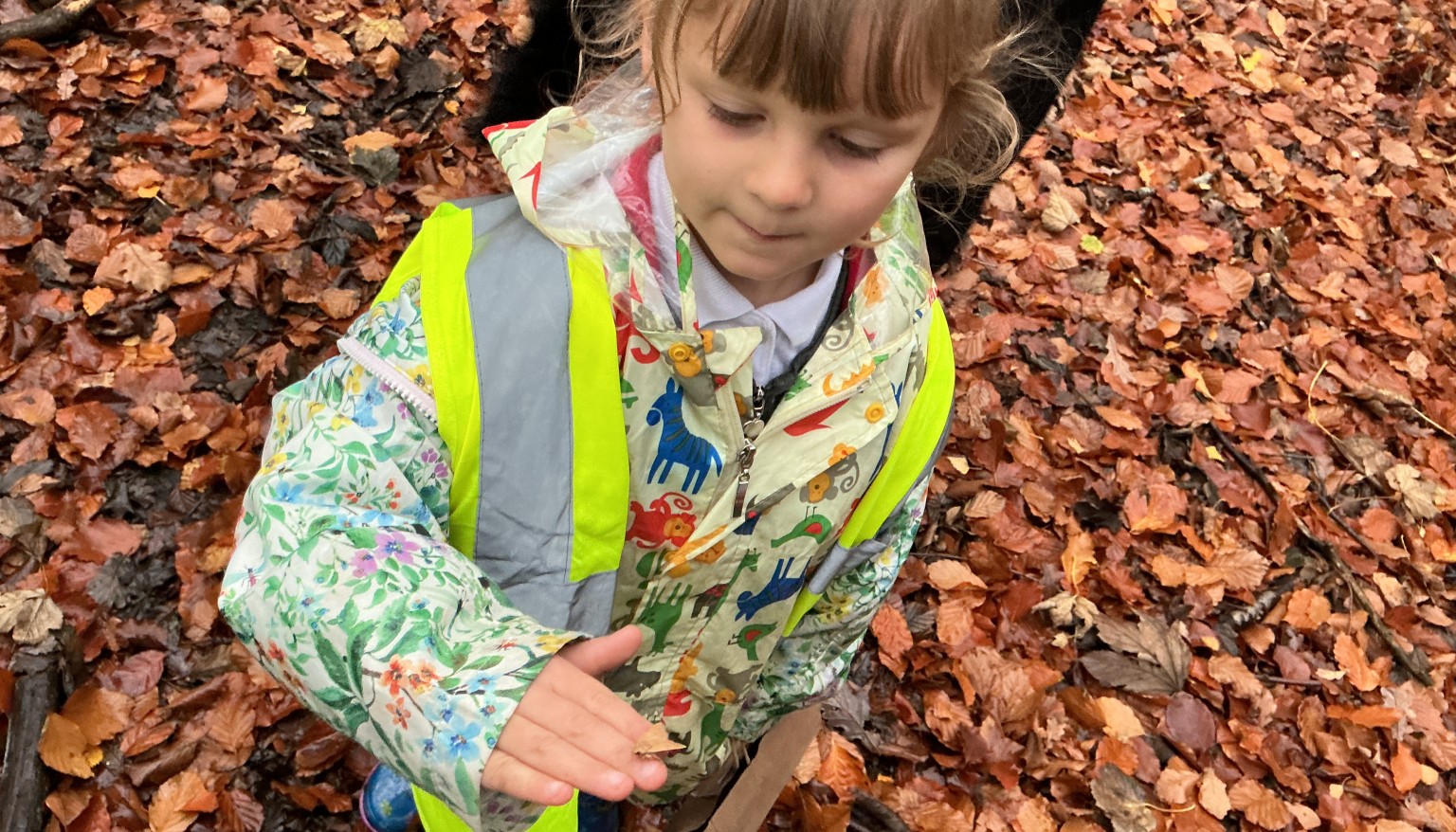 Finding signs of autumn in our local woods  (look closely and you'll see a moth!)