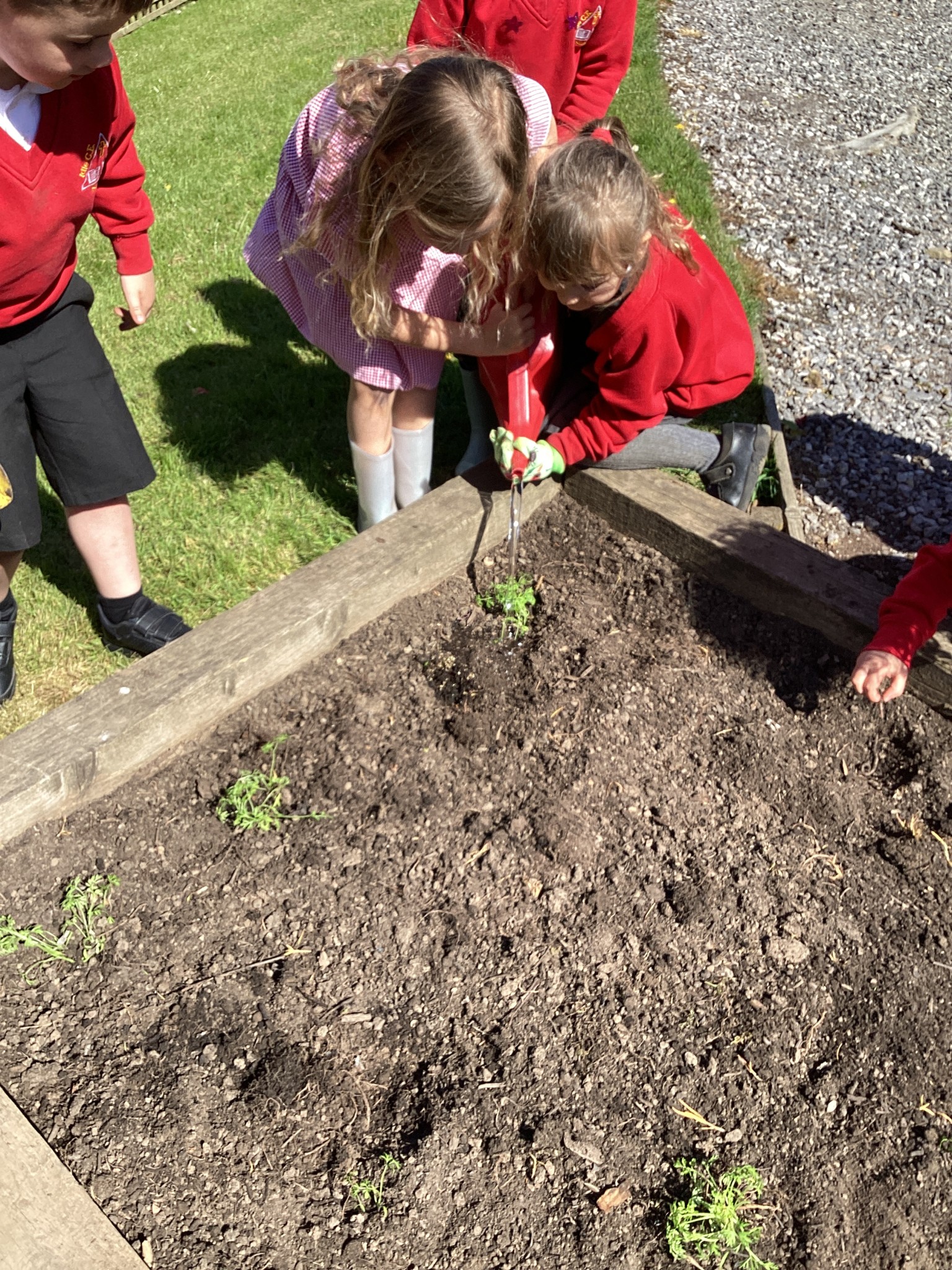 Reception Gardening and Planting (Summer Term 2026)