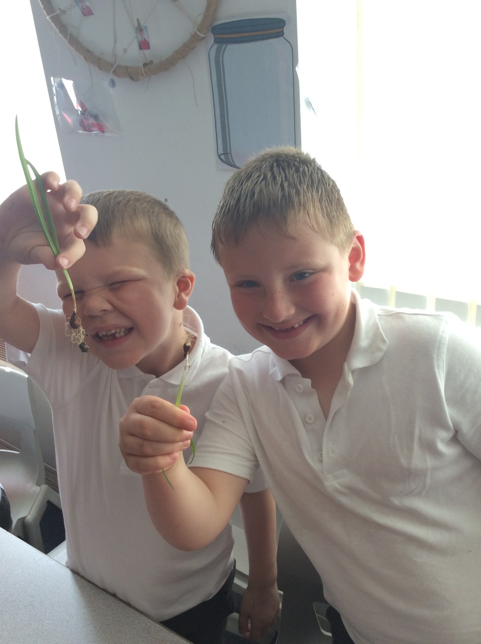 observing seeds and bulbs