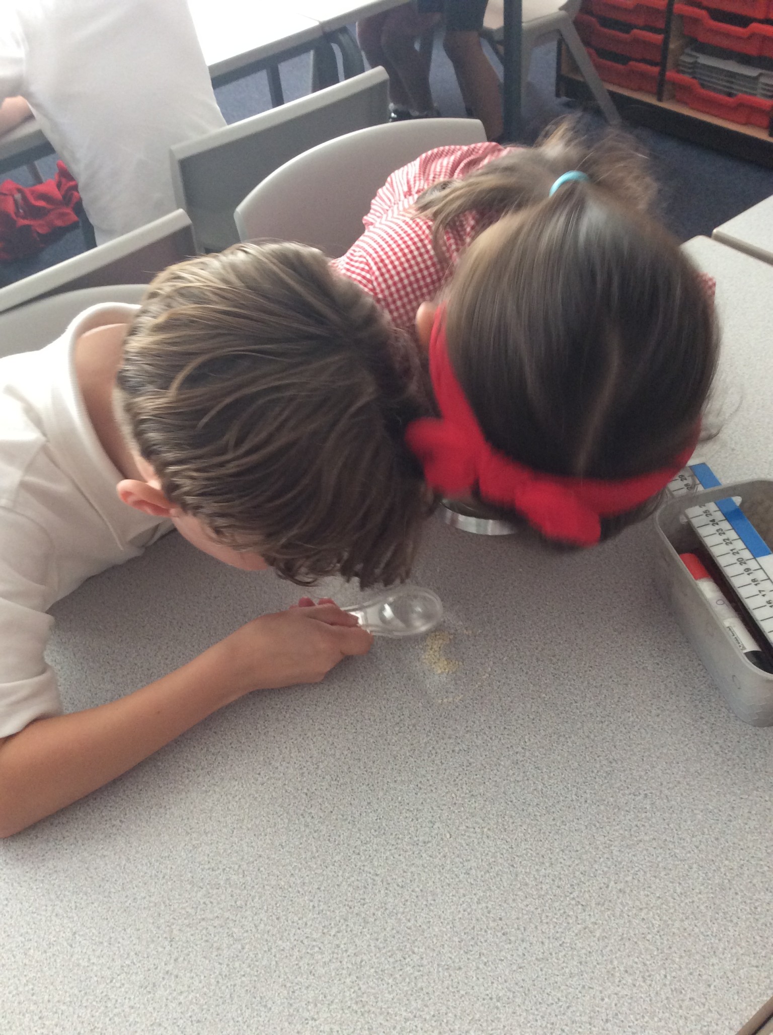 observing seeds and bulbs