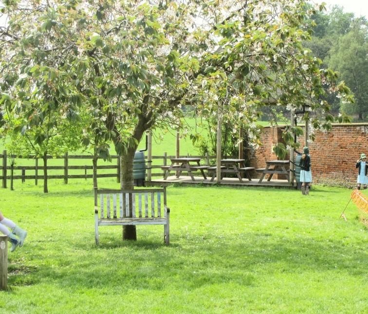 Tree with bench