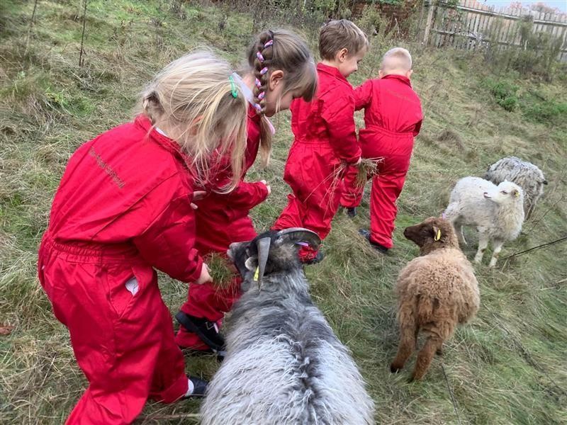 Visiting lambs