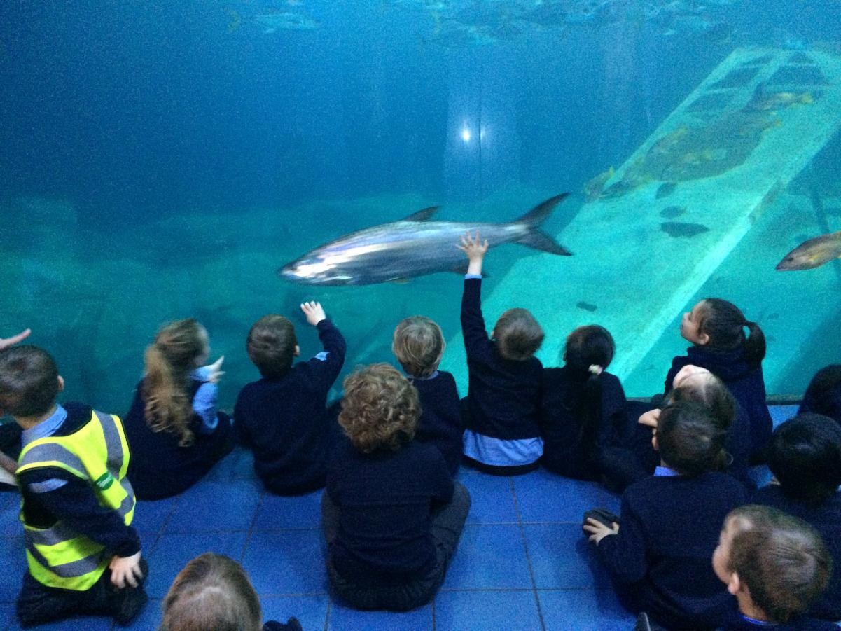 Children looking at shark