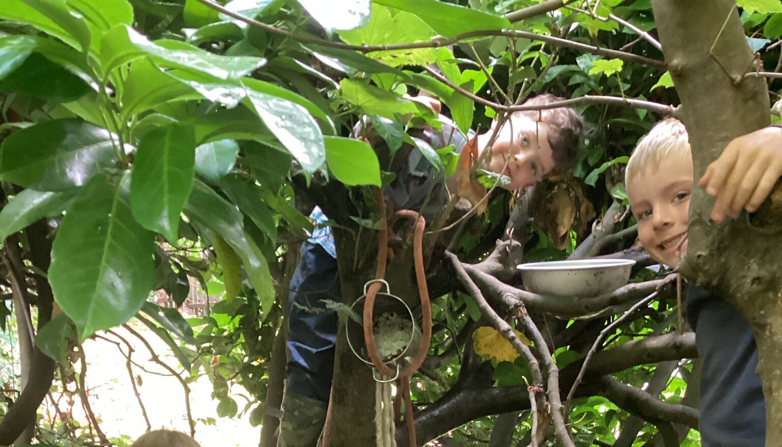 tree climbing