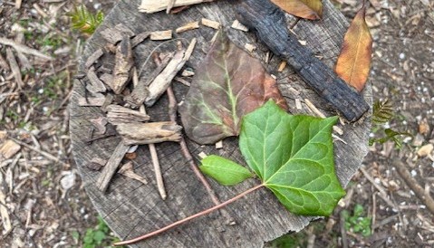 Using natural materials to create a piece of art.