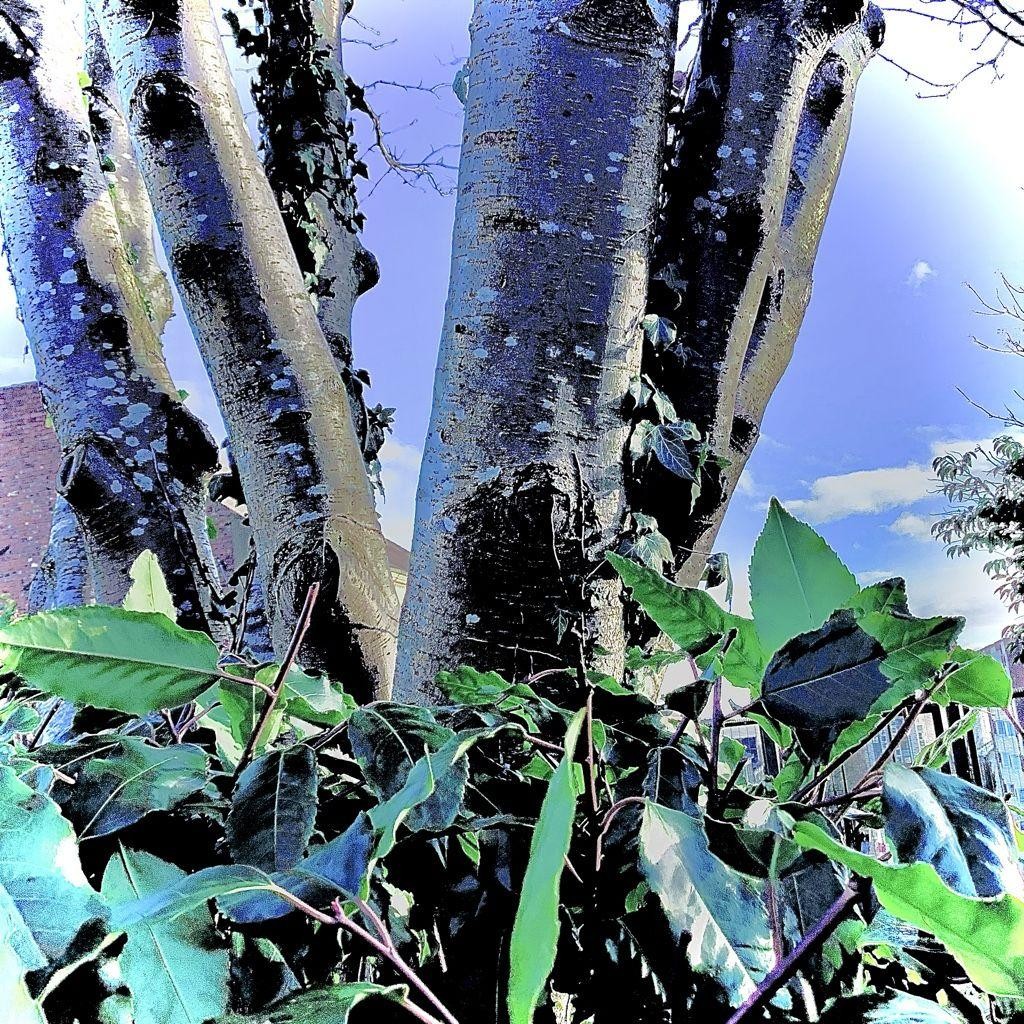 Eco