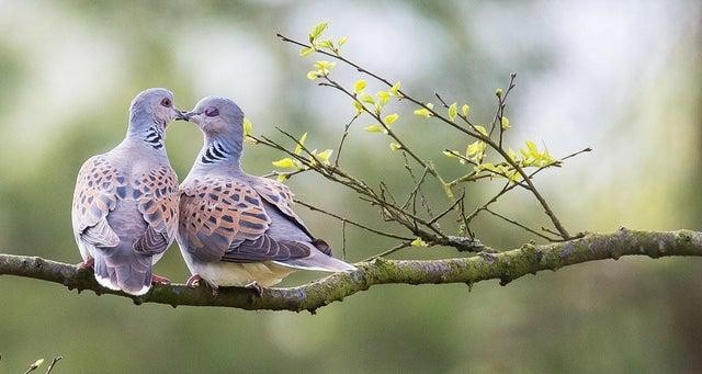 Turtle Doves