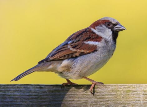 sparrow