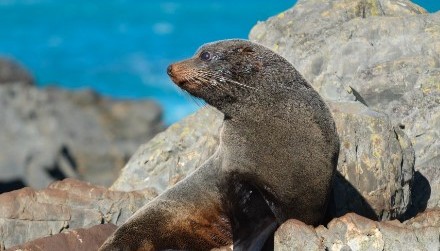 Seal