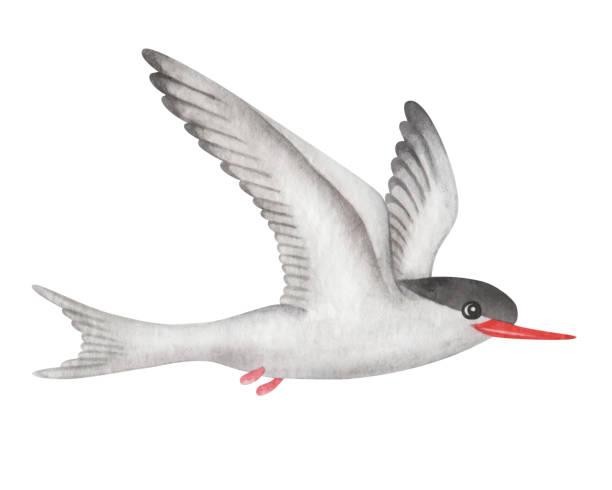 Terns