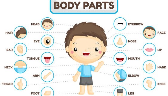 Body parts