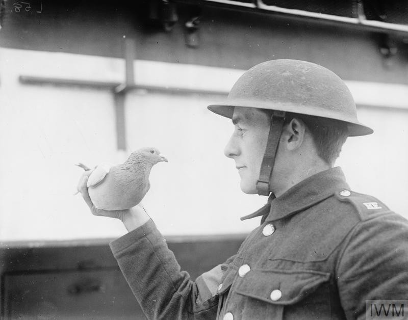 Messenger Pigeon