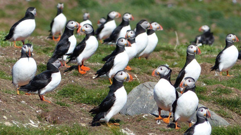 Puffins