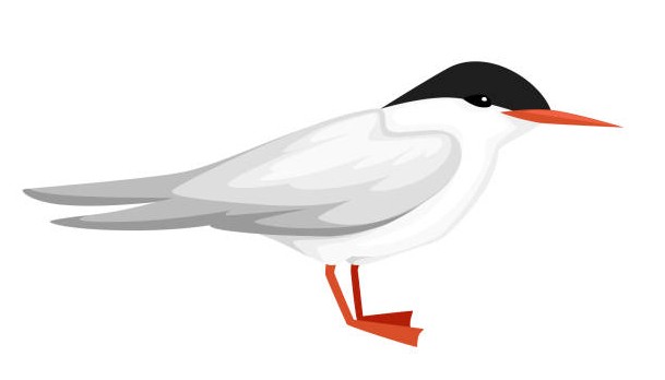 tern