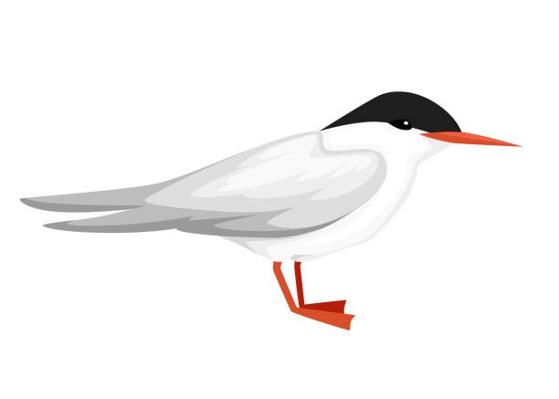 tern
