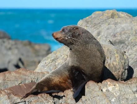 Seals