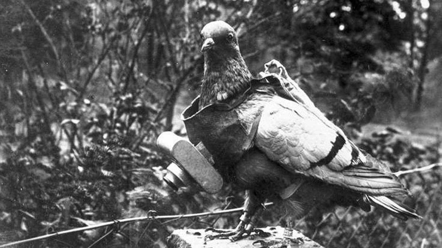 Messenger Pigeon