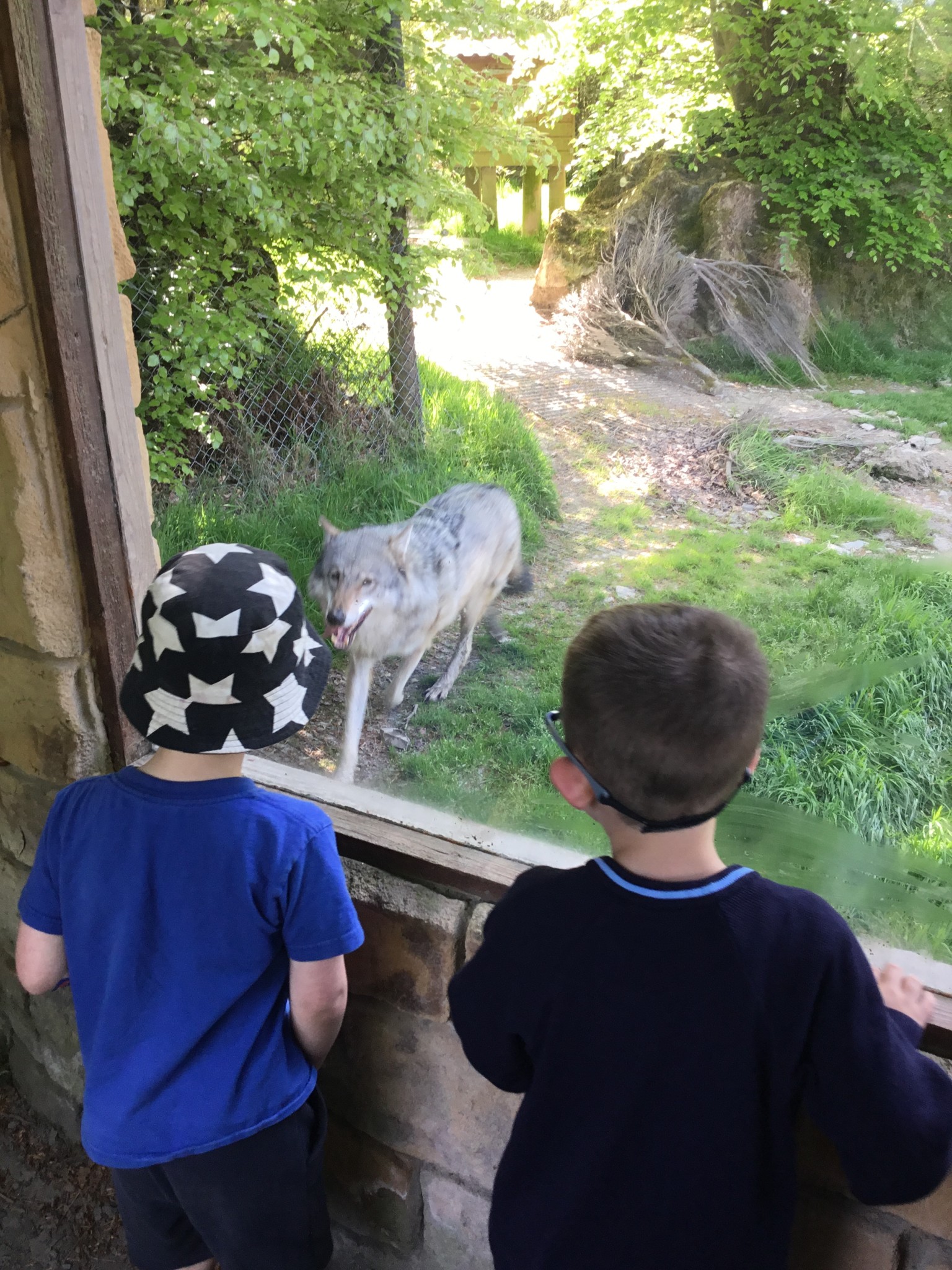 Exmoor Zoo Trip