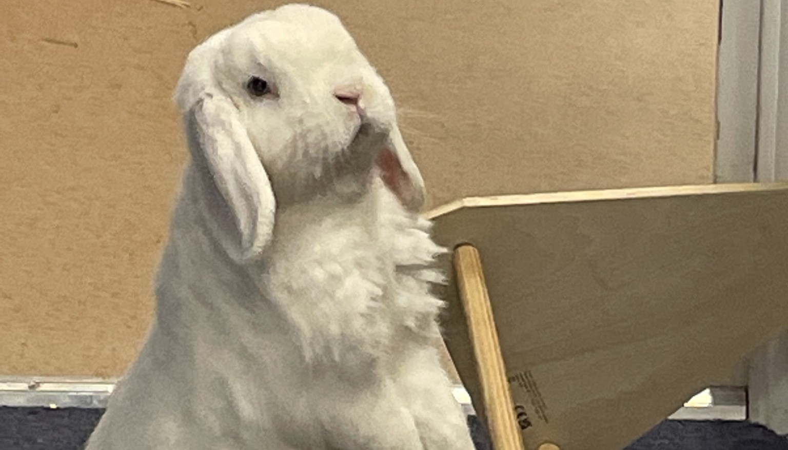 Dobby our cheeky bunny