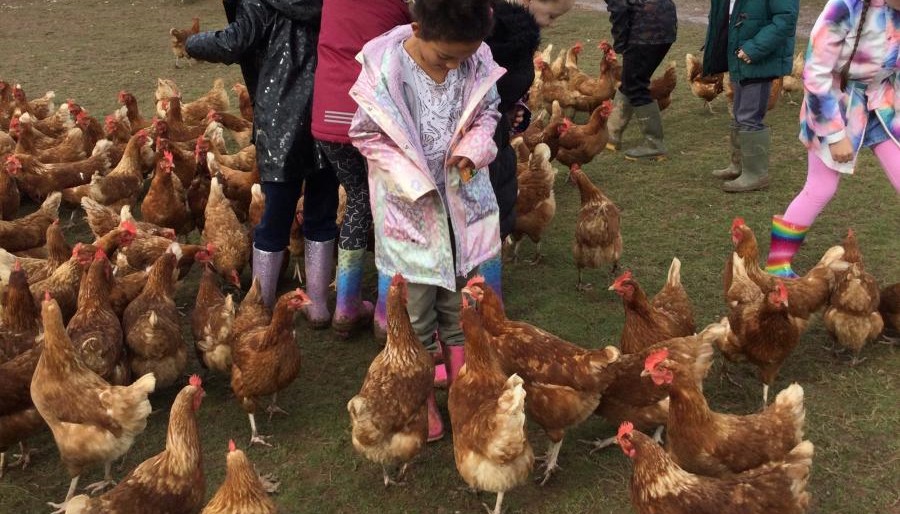 Chickens