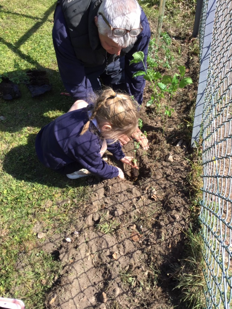Planting trees in our oasis garden...