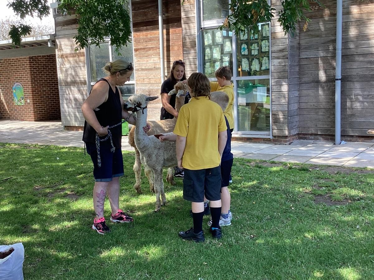Alpaca Visit! 
