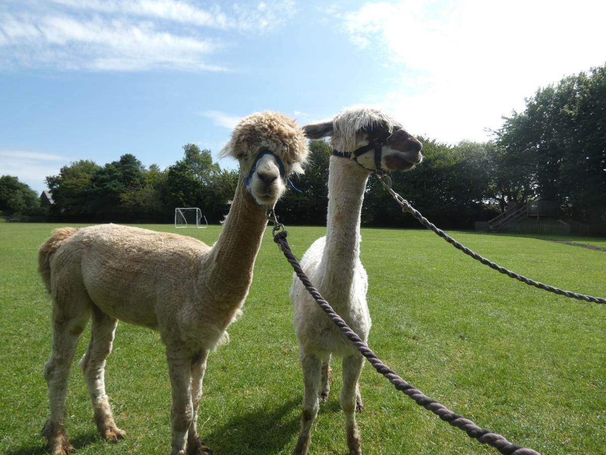 Alpaca Visit! 
