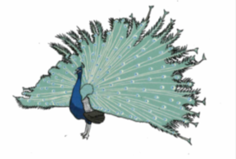 Proud Peacock