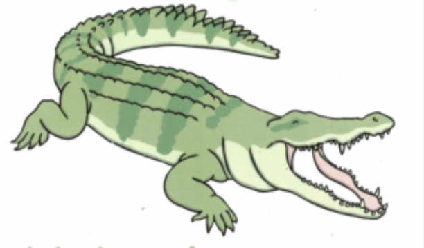 Concentrating Crocodile