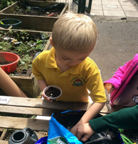 Planting sunflower seeds for our school competition. 