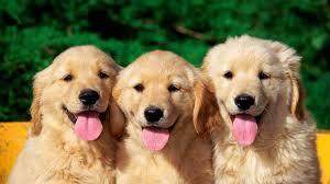 Dogs Parenting Advice