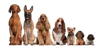 How to speak Dog