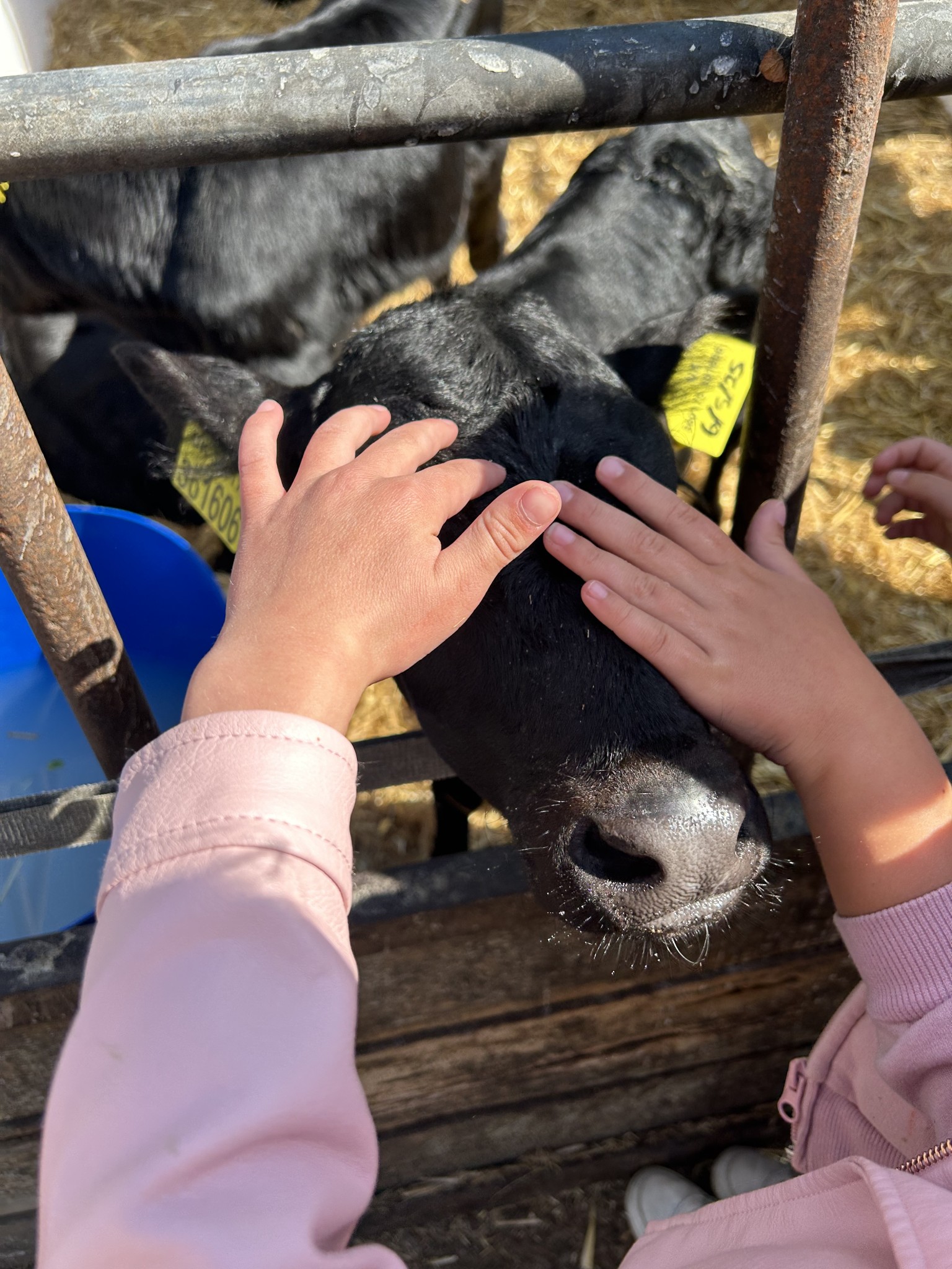 Our trip to Castlewood farm 20/5/25 - part 3