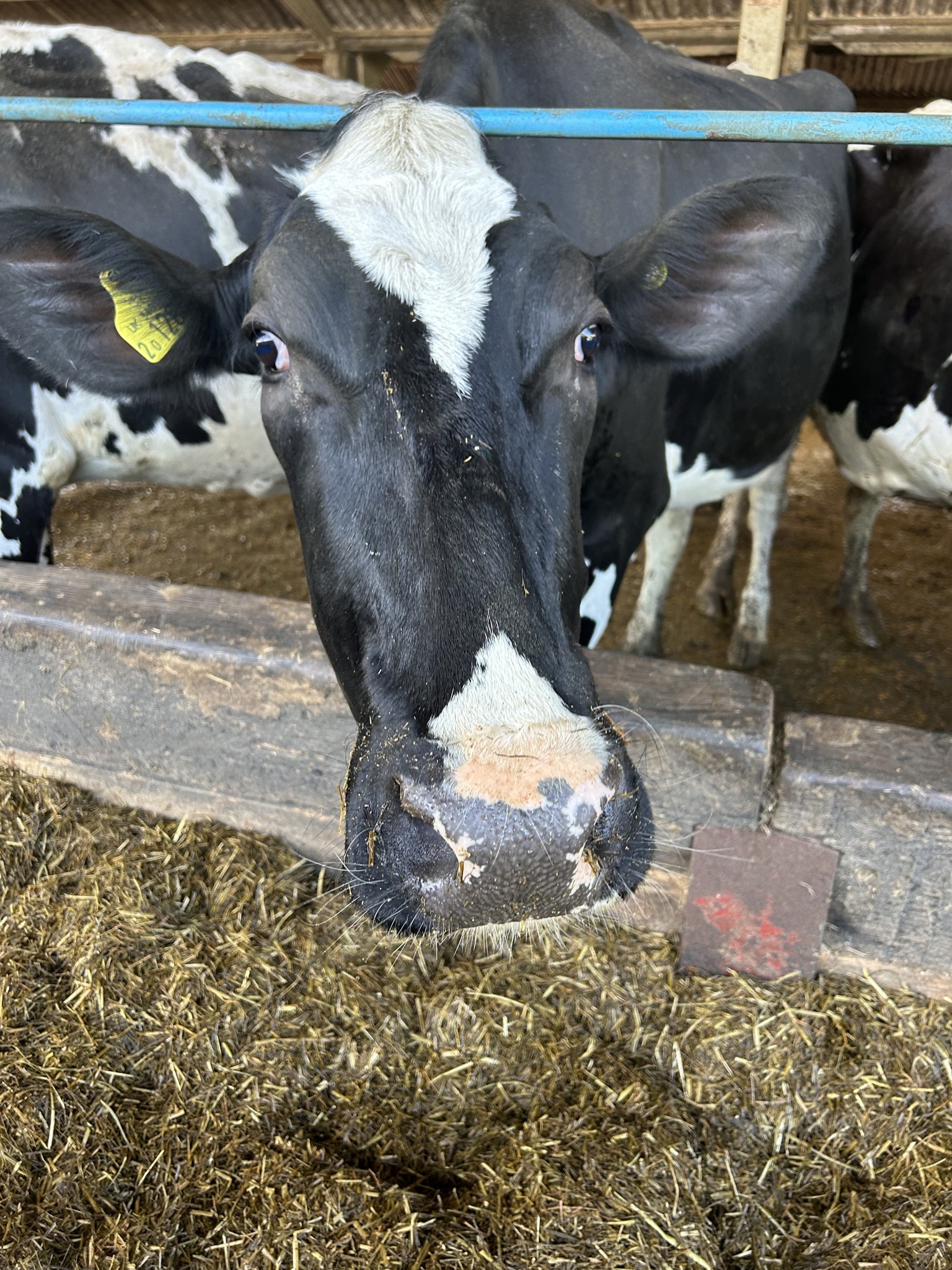 Our trip to Castlewood farm 20/5/25 - part 2