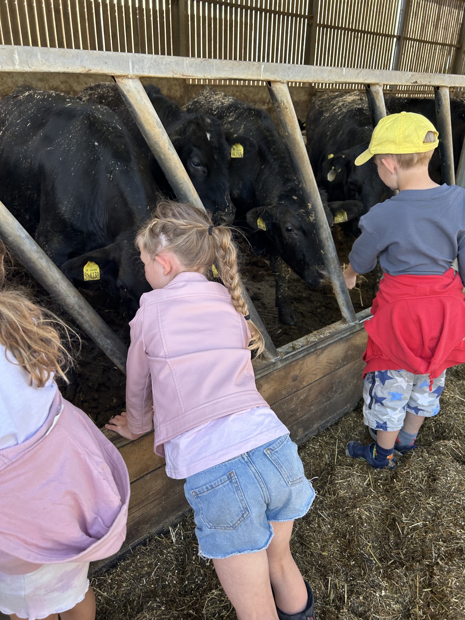 Our trip to Castlewood Farm 20/5/2025 - part 4