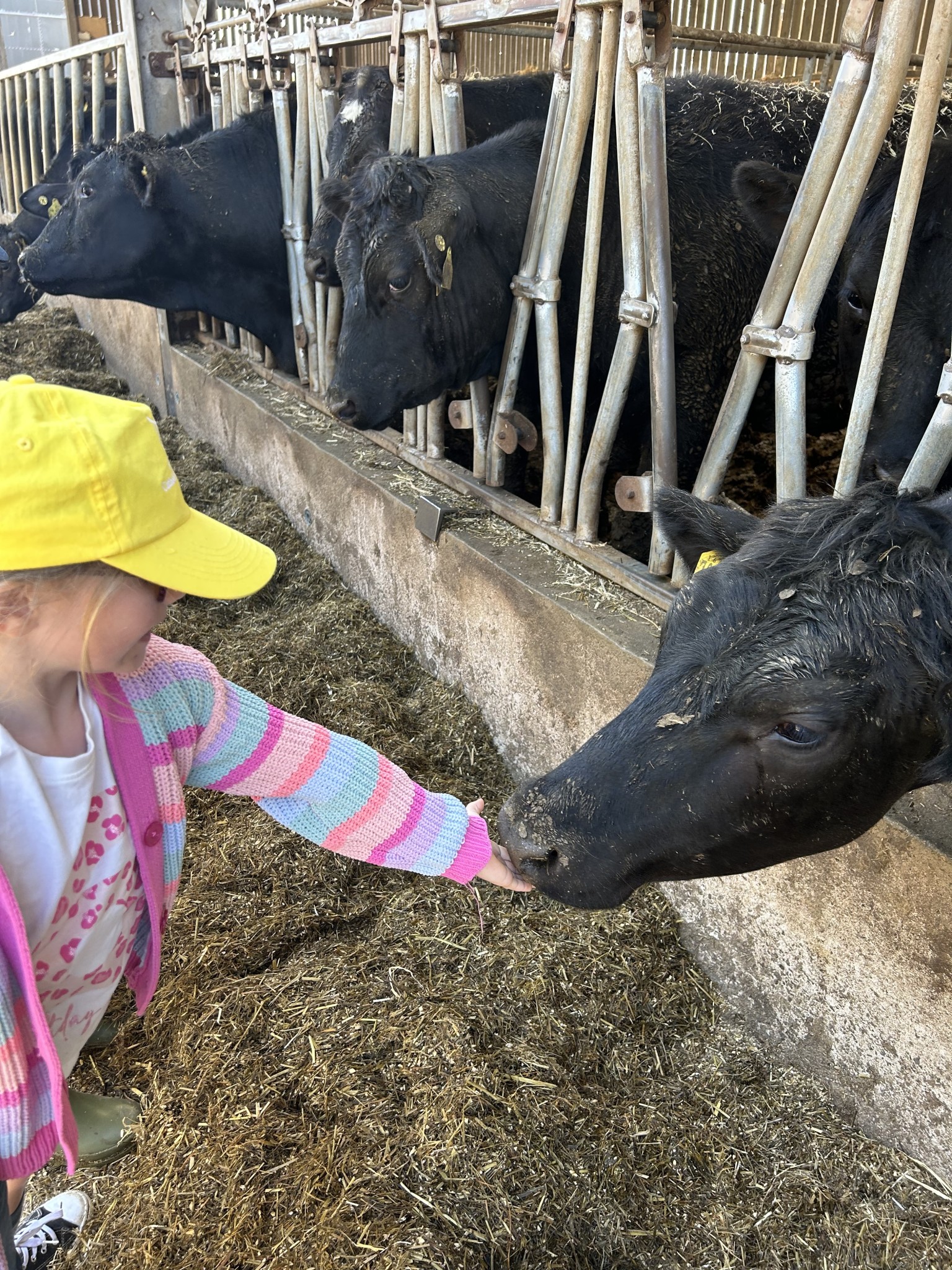 Our trip to Castlewood Farm 20/5/2025 - part 4