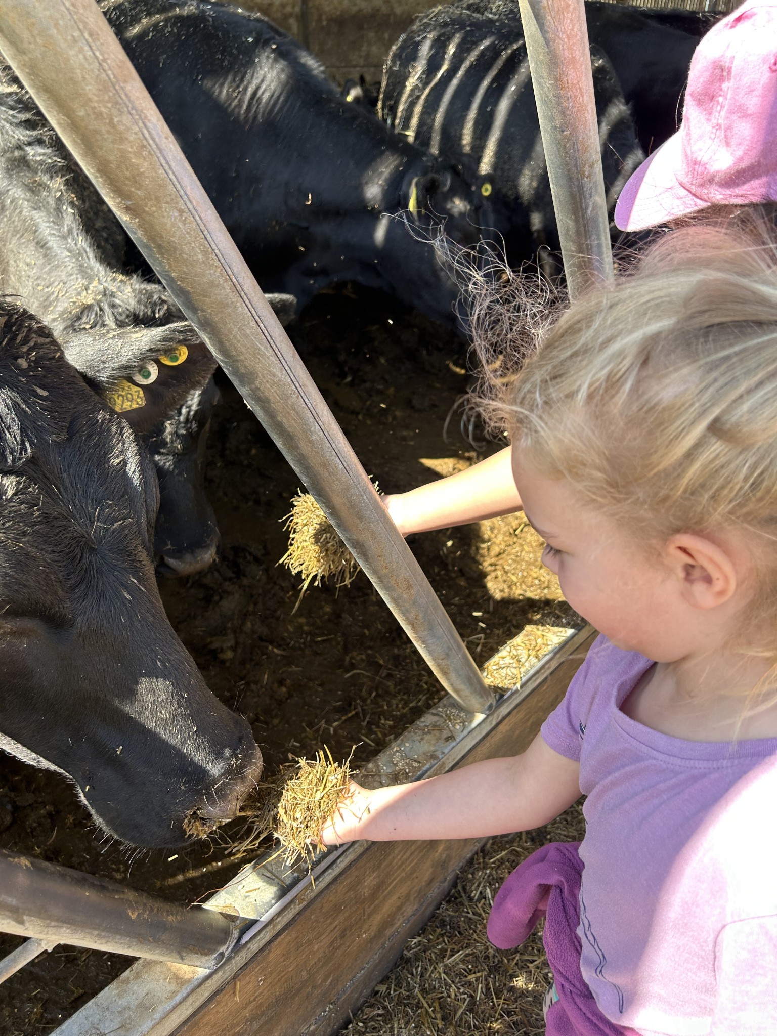 Our trip to Castlewood Farm 20/5/2025 - part 4