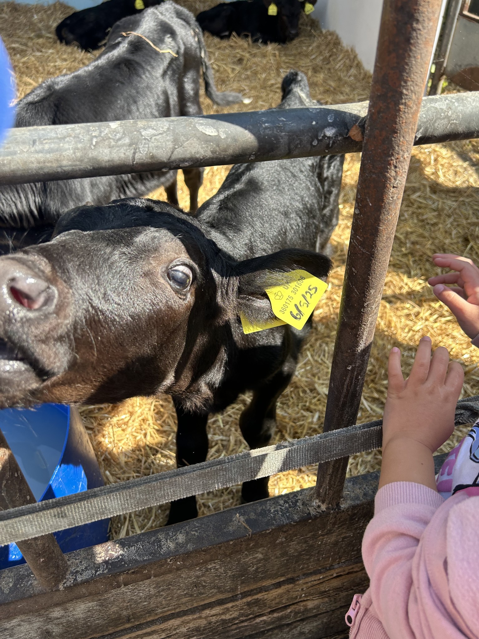 Our trip to Castlewood farm 20/5/25 - part 3