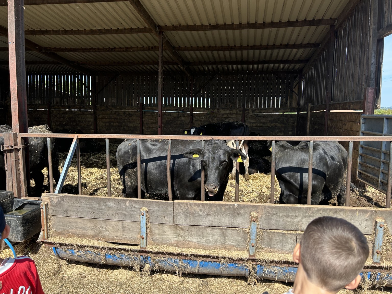 Our trip to Castlewood farm 20/5/25 - part 3