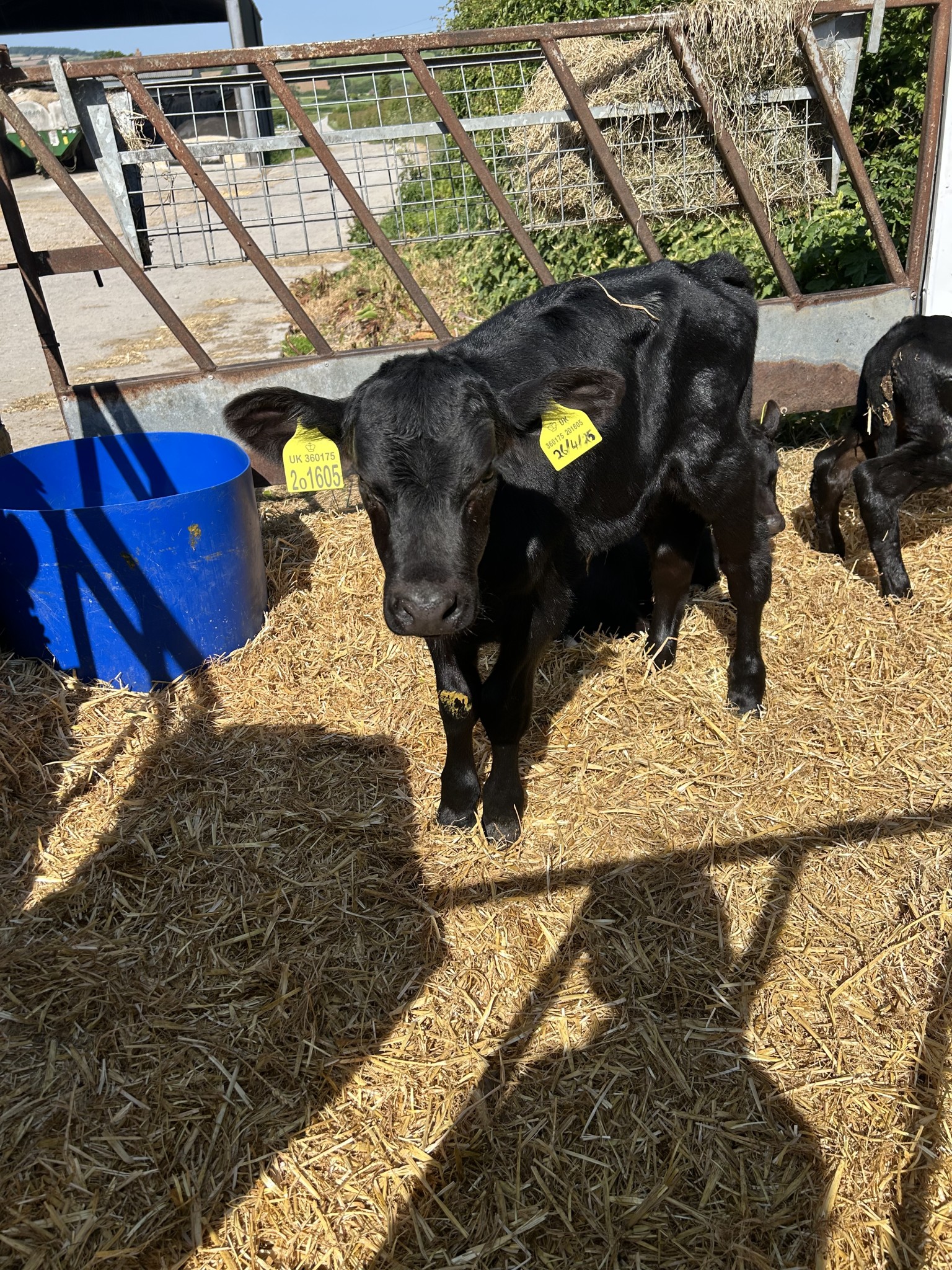 Our trip to Castlewood farm 20/5/25 - part 3